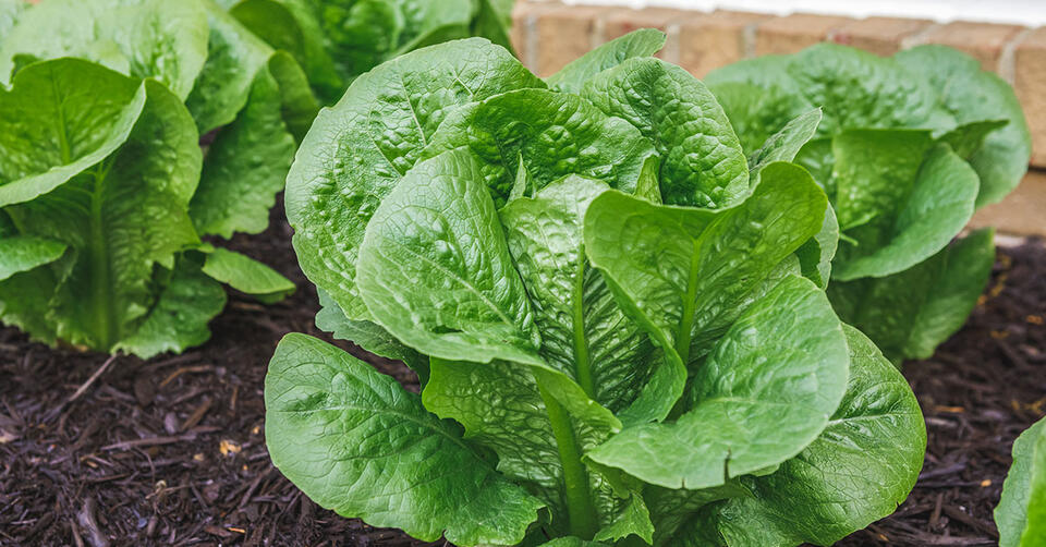 How to Squeeze Extra Veggies from Summer