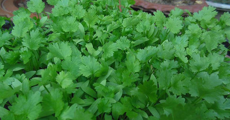How to Squeeze Extra Veggies from Summer