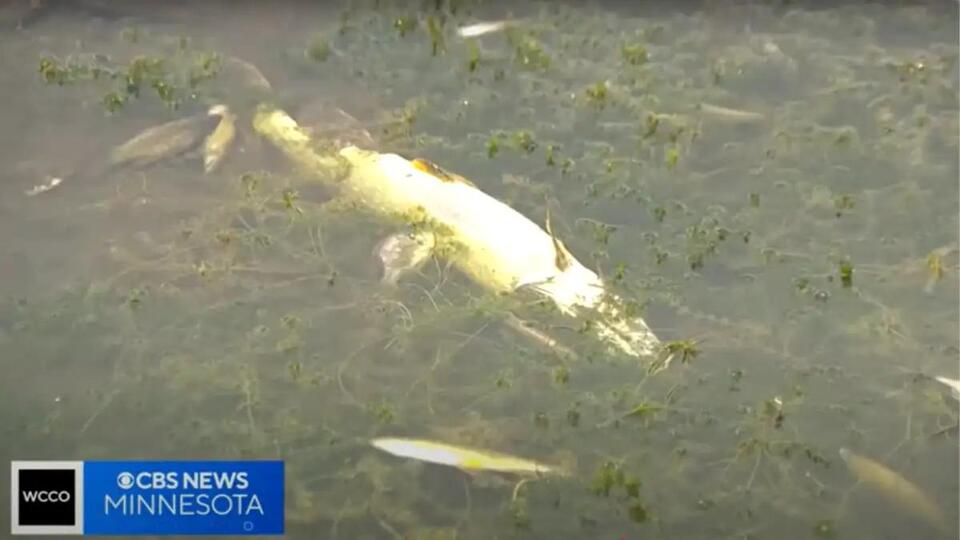Lake Alice dries up overnight—here’s what happened