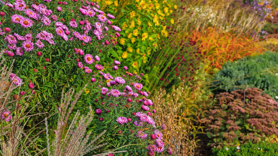 The Secret to Fall Blooms: Autumn Sage