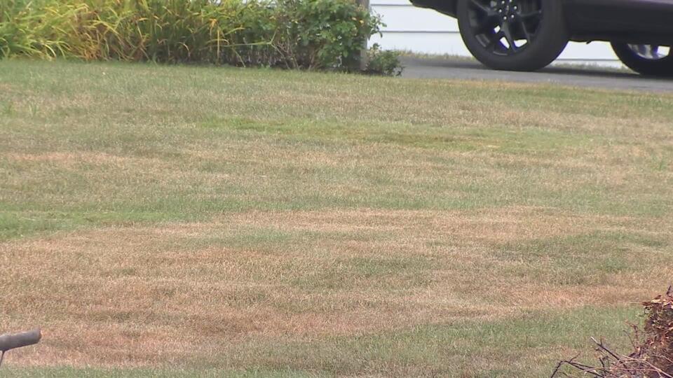 Syracuse lawns turning brown? Here’s what helps