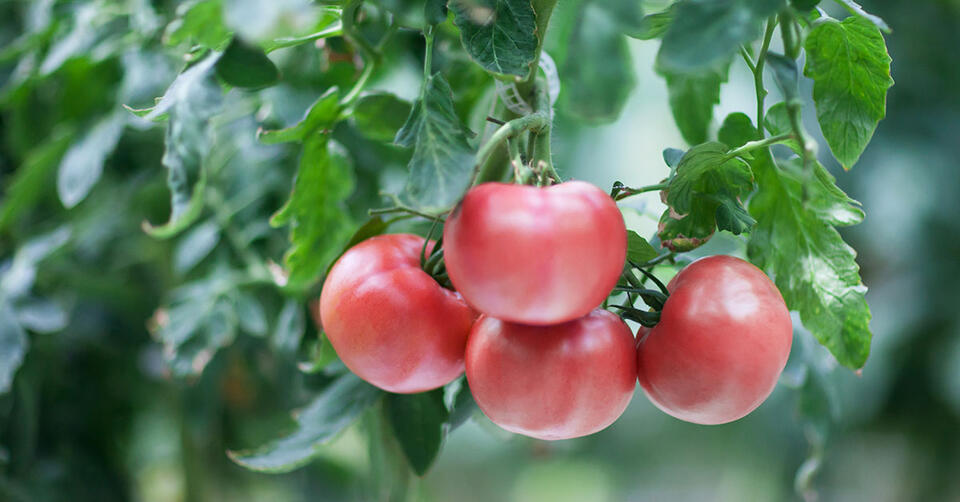 Late August Tomato Hacks You Need RN