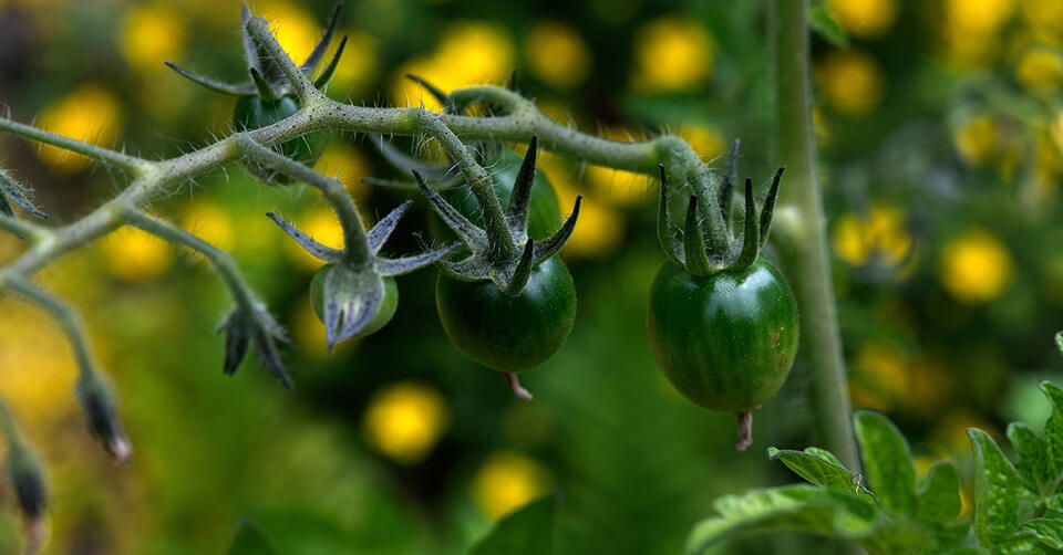 Late August Tomato Hacks You Need RN