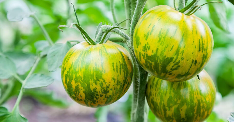 Late August Tomato Hacks You Need RN