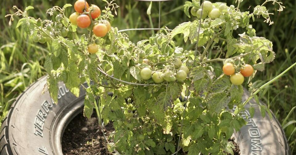 Late August Tomato Hacks You Need RN
