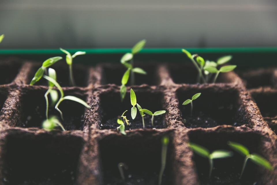 Late August Tomato Hacks You Need RN