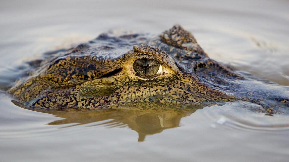 Croc Attack: Sleeping Bag = Croc Taco?!