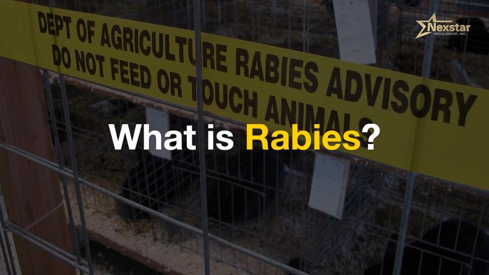 Rabies alert at Smithfield Beach: What to know