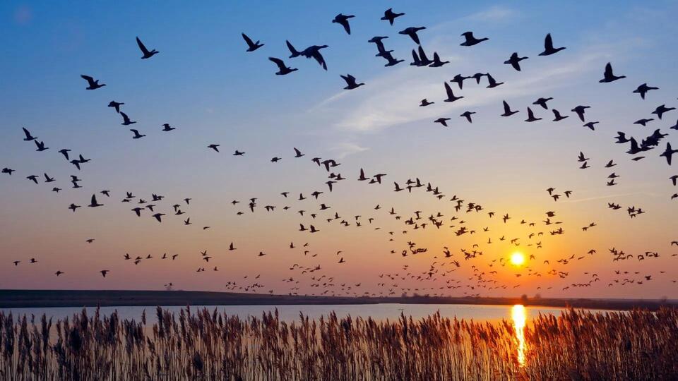 Birds Are Basically Flight Hackers Now