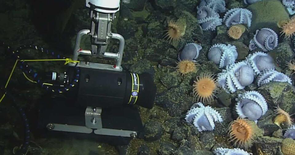Thousands of octopuses found nesting off California