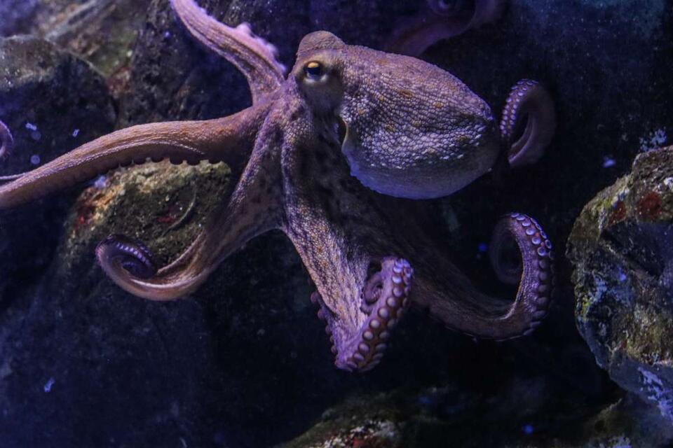 Thousands of octopuses found nesting off California