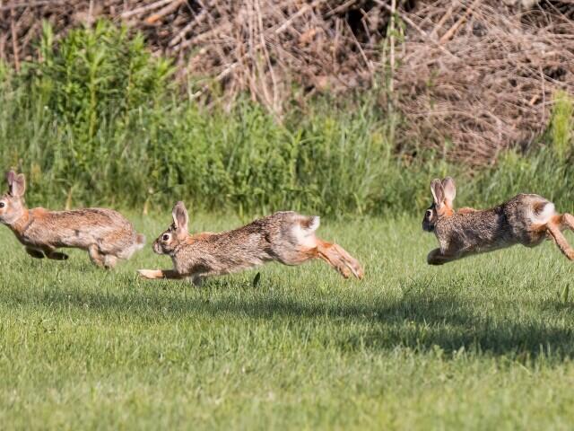 Colorado’s ‘Frankenstein bunnies’ spark curiosity