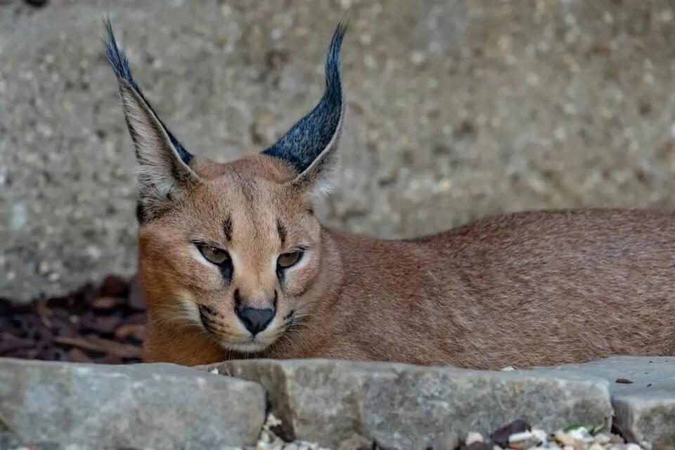 Wildcats Caught on Camera—Not Extinct Yet!