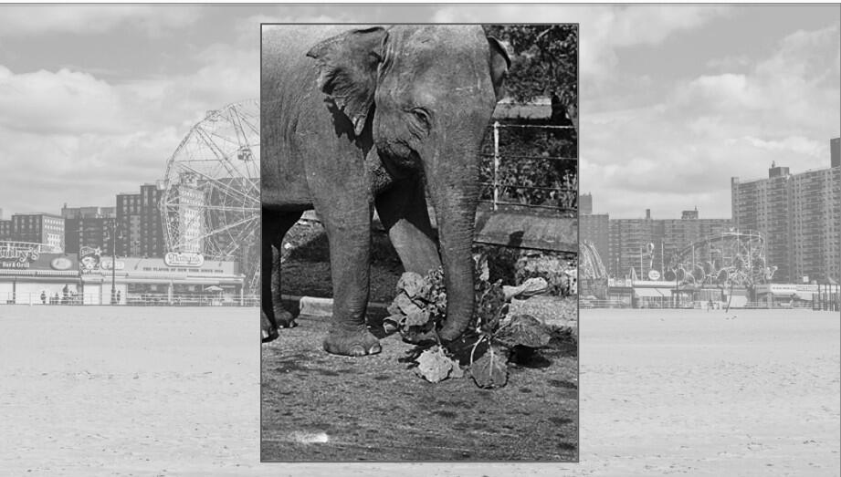 Coney Island’s dark secret: Topsy the elephant