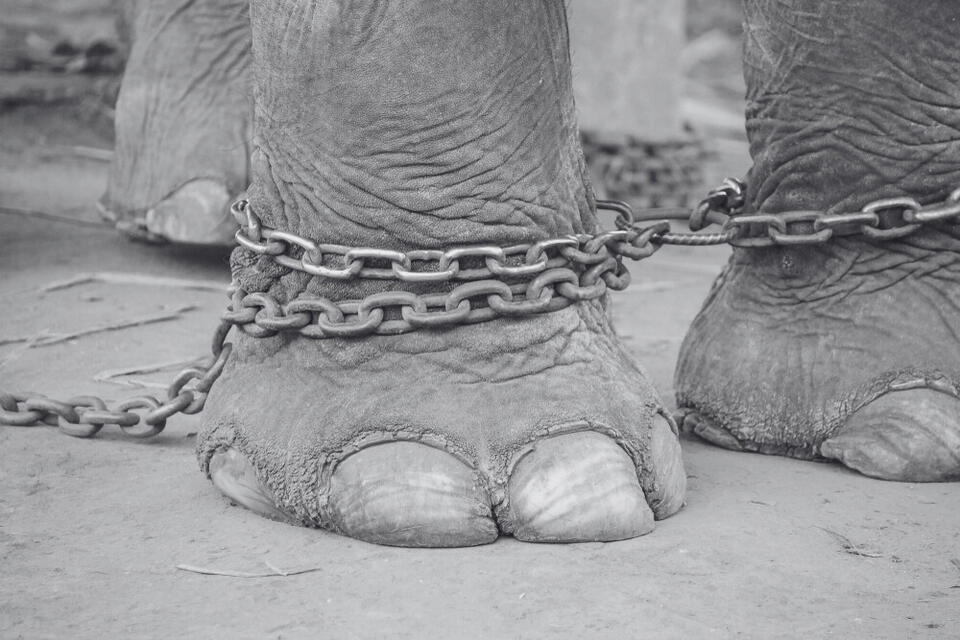 Coney Island’s dark secret: Topsy the elephant