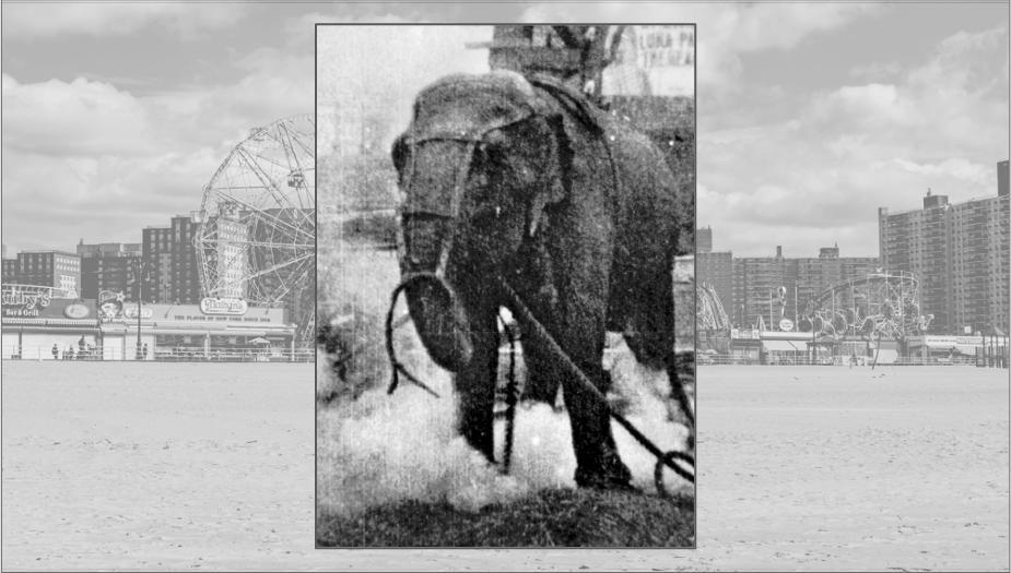 Coney Island’s dark secret: Topsy the elephant