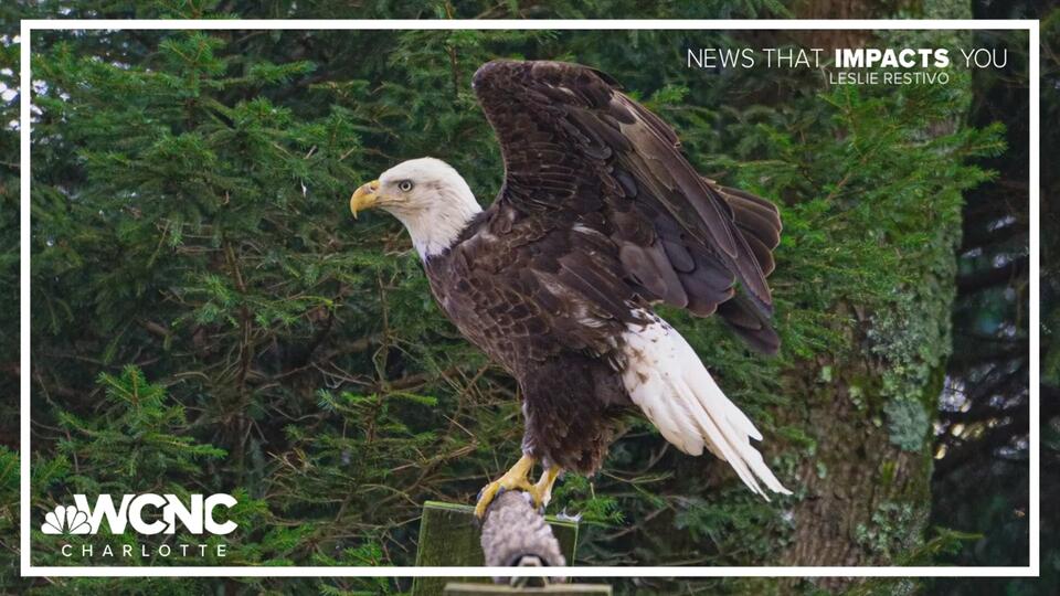 Meet Leroy: Grandfather Mountain’s newest bald eagle