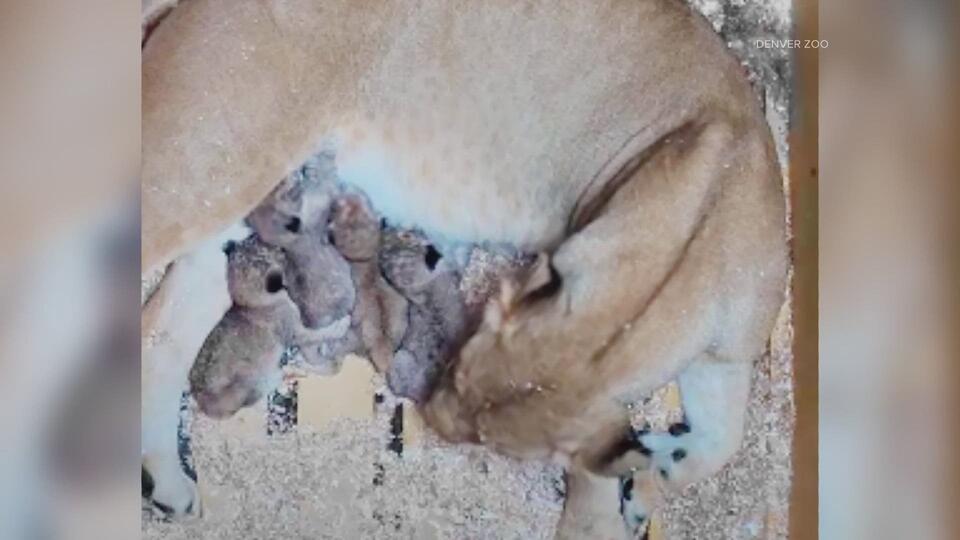 Denver’s lion family just got bigger!