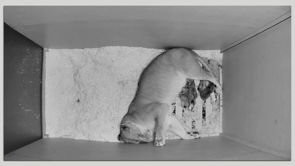 Denver Zoo welcomes 4 new lion cubs!