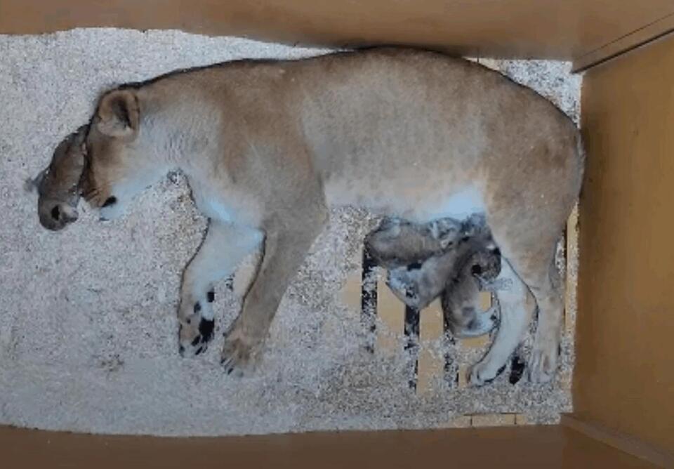 Denver Zoo welcomes 4 new lion cubs!