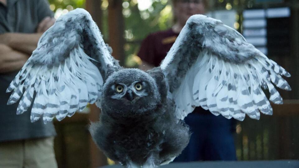 Two Baby Owls Just Landed in Eugene!