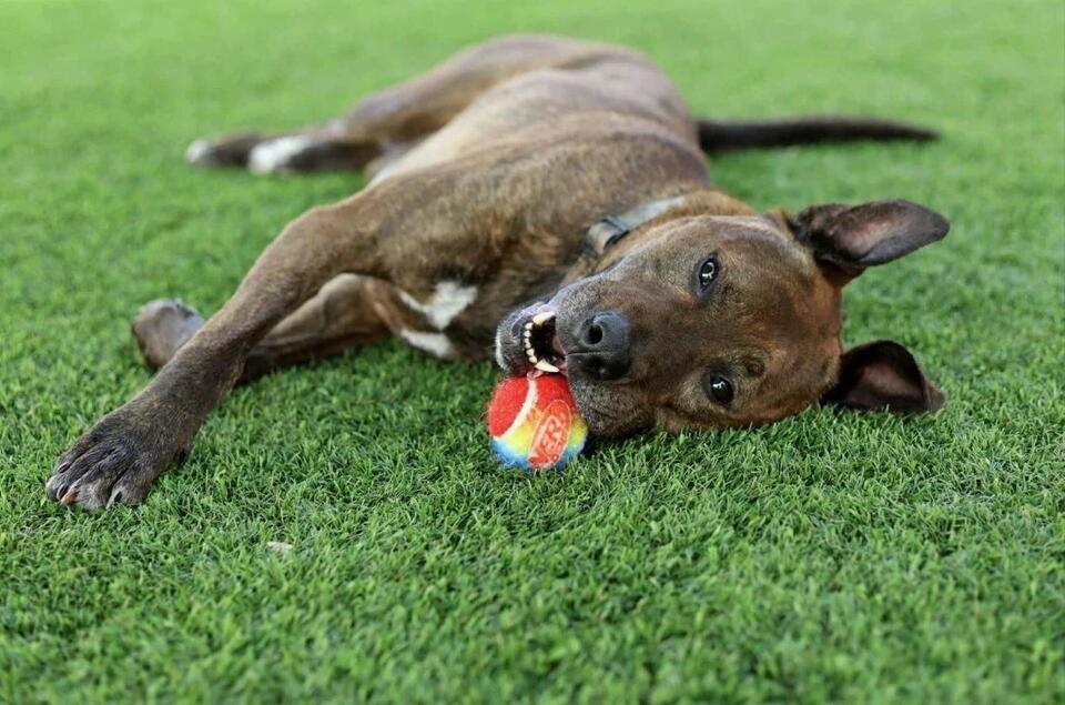 Shelter Dogs Need a Couch—Yours?