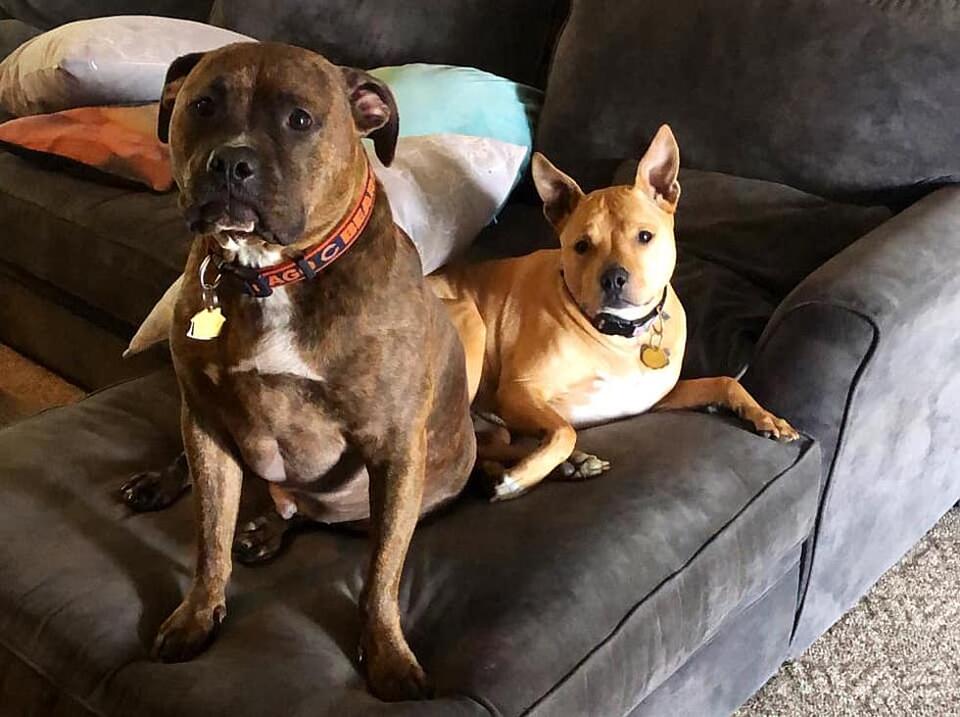 Shelter Dogs Need a Couch—Yours?