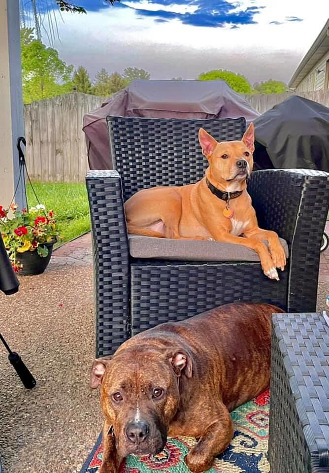 Shelter Dogs Need a Couch—Yours?