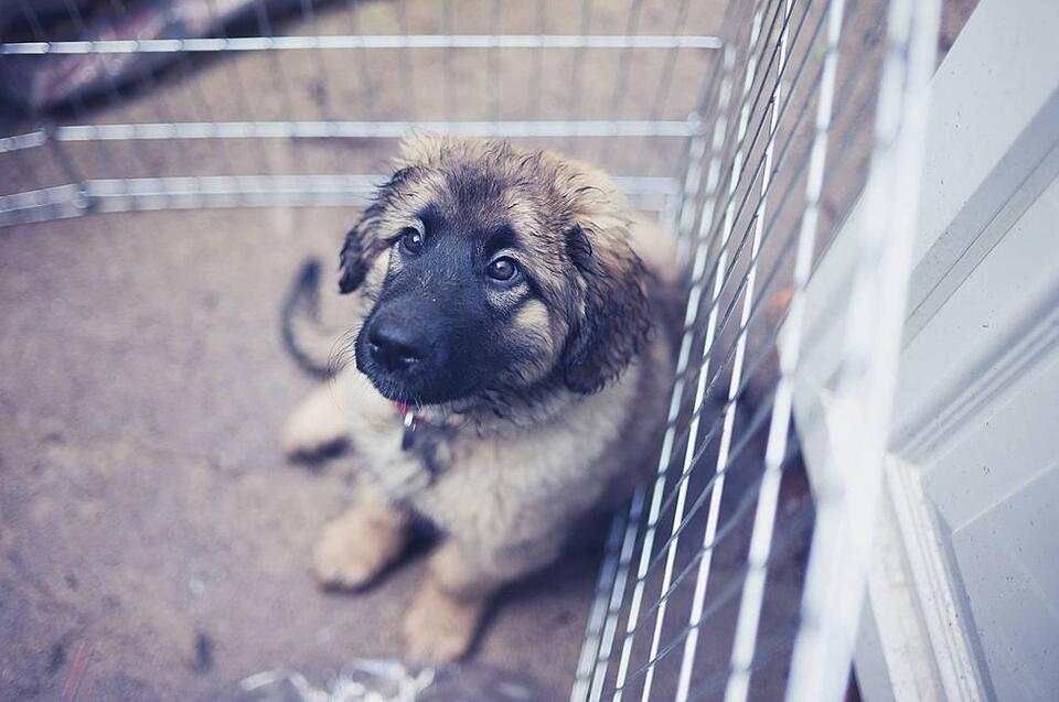 Shelter Dogs Need a Couch—Yours?