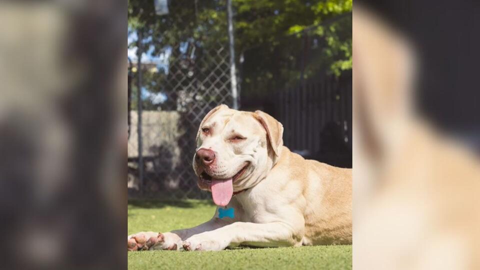 Shelter dog’s photo shoot leads to a new family