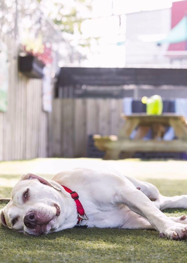 Shelter dog’s photo shoot leads to a new family