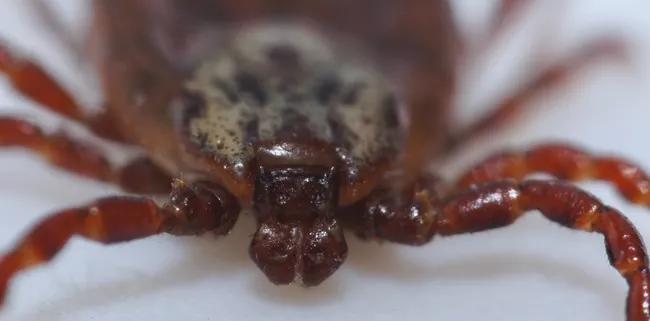 This Tick Is Seriously Bad News