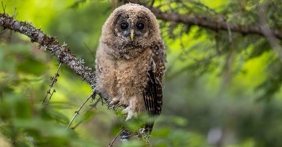 Spotted Owl Babies Make a Comeback!