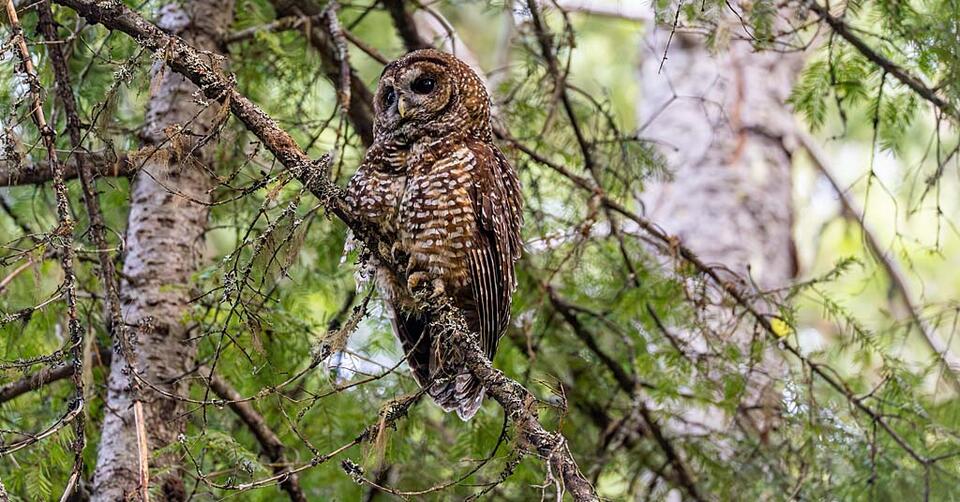 Spotted Owl Babies Make a Comeback!