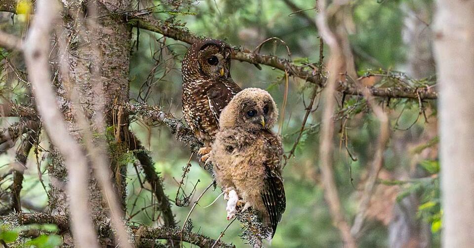 Spotted Owl Babies Make a Comeback!