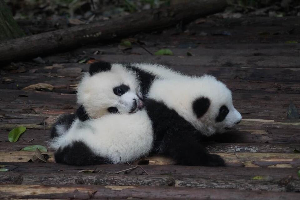 Pandas Weren’t Always Bamboo Lovers?!