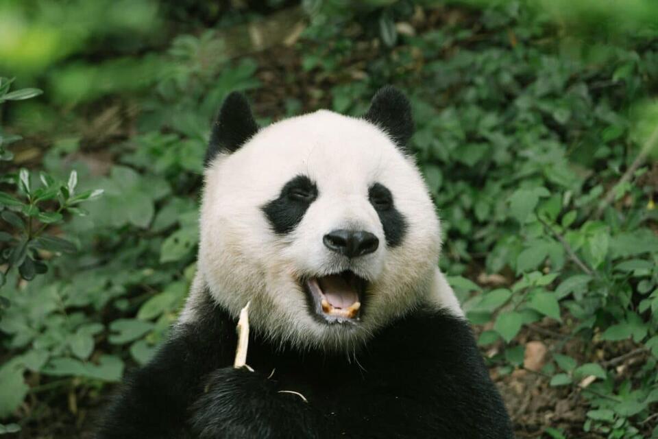 Pandas Weren’t Always Bamboo Lovers?!