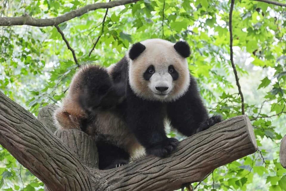 Pandas Weren’t Always Bamboo Lovers?!