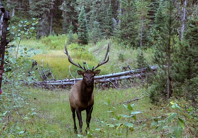 Every deer is a trophy to me