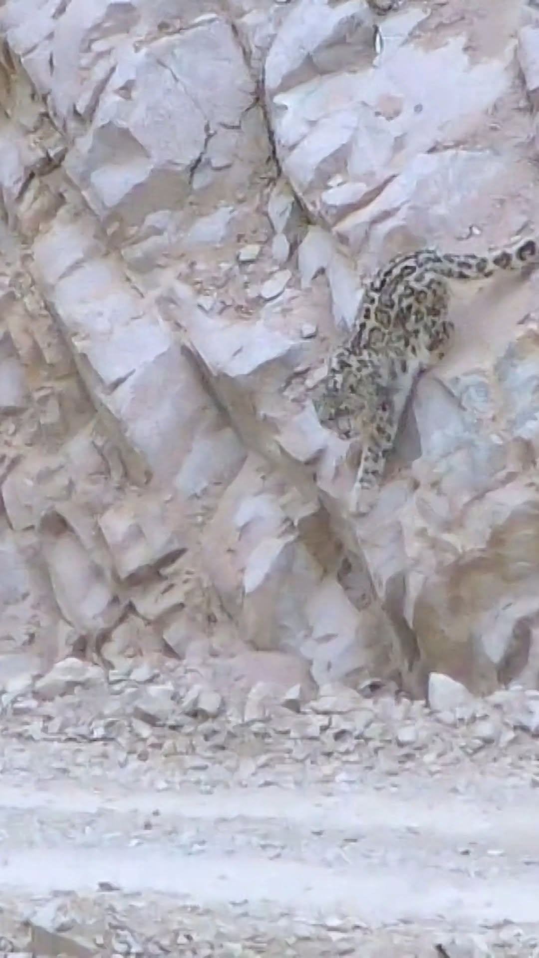 Snow Leopard Sighting: Actual Ghost Cat!