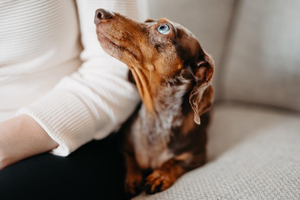 Cutest Dachshund Puppy Tippy-Taps Ever!