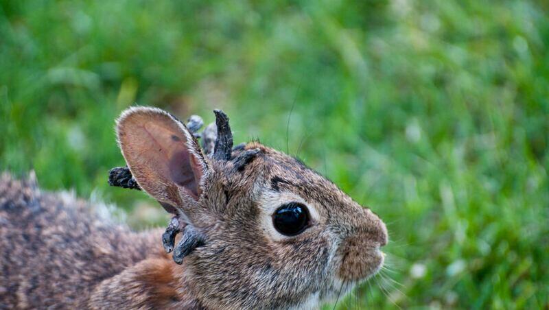 Colorado rabbits spotted with bizarre 'tentacles'
