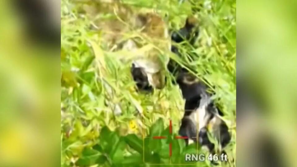 Drone hero saves lost pup from coyote!