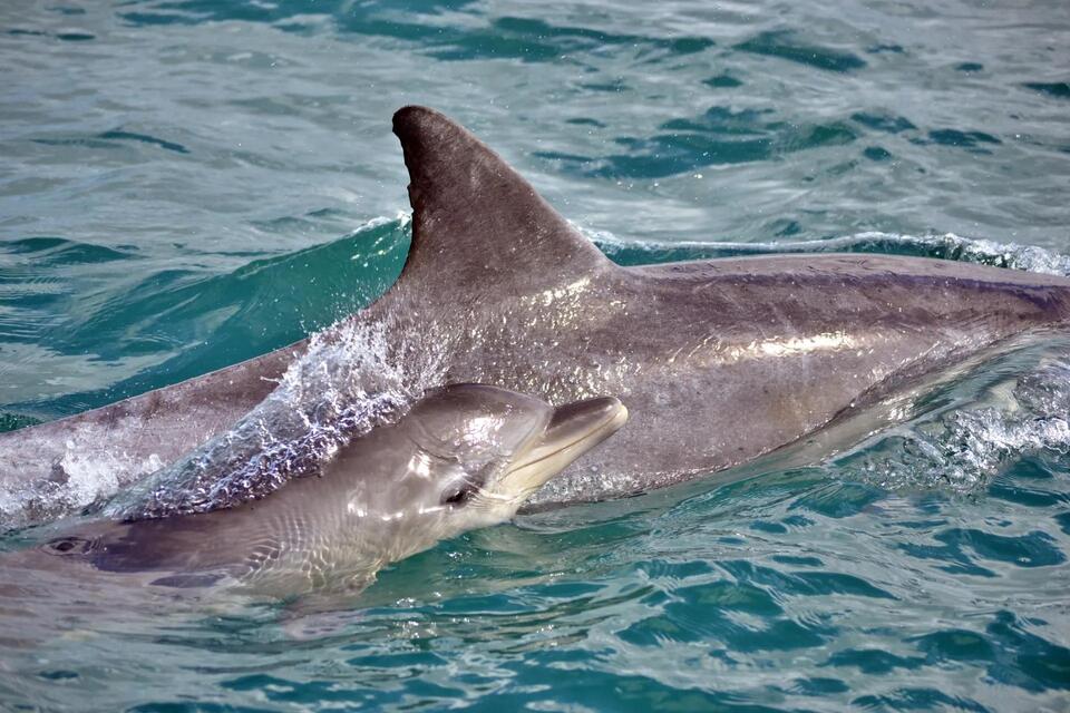 Texas dolphin tragedy exposes ghost gear threat