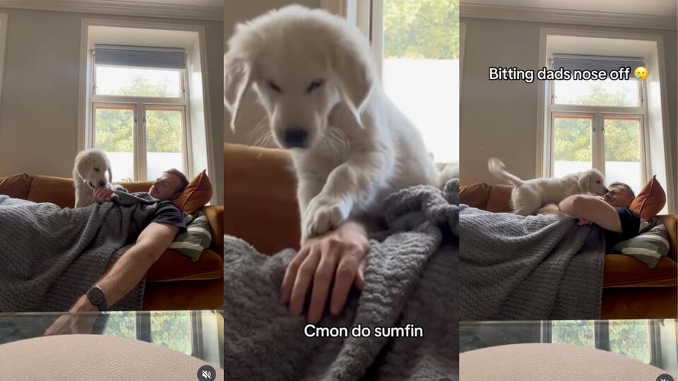 Golden Retriever Puppy vs Dad’s Nap Time