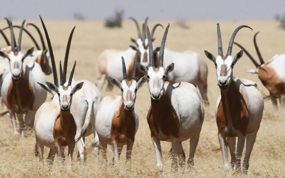 Wildlife Gets a 30-Year Lifeline!
