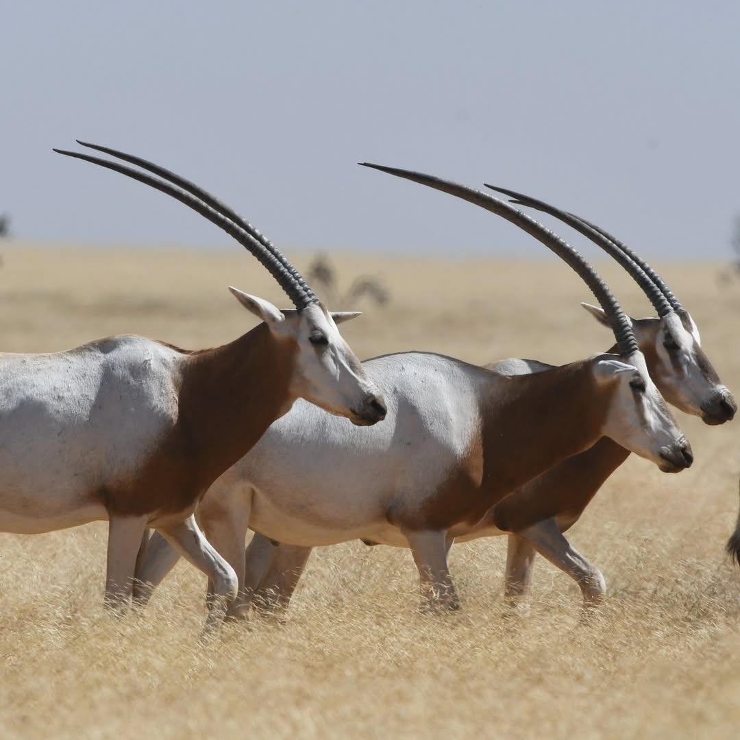 Wildlife Gets a 30-Year Lifeline!