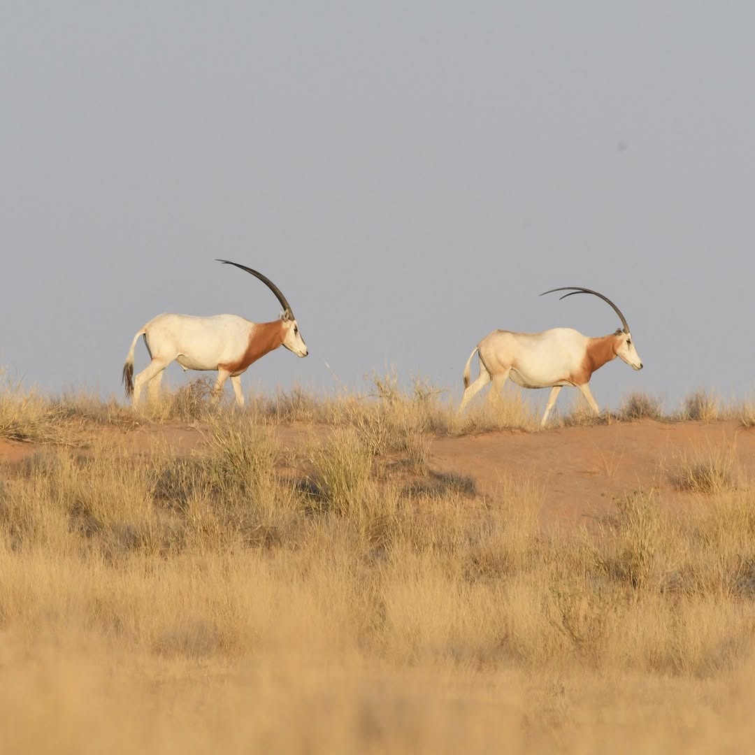Wildlife Gets a 30-Year Lifeline!