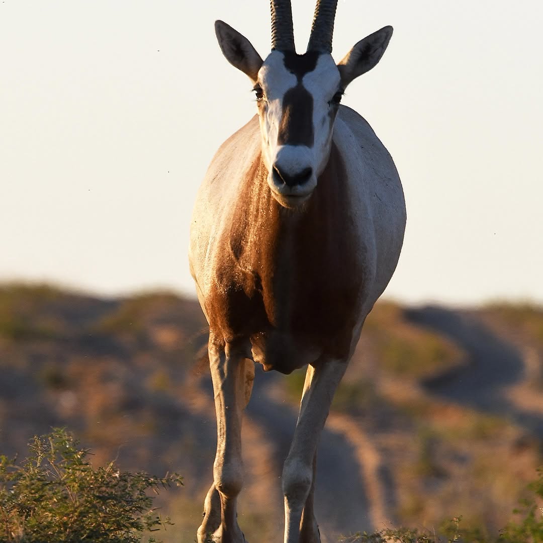 Wildlife Gets a 30-Year Lifeline!