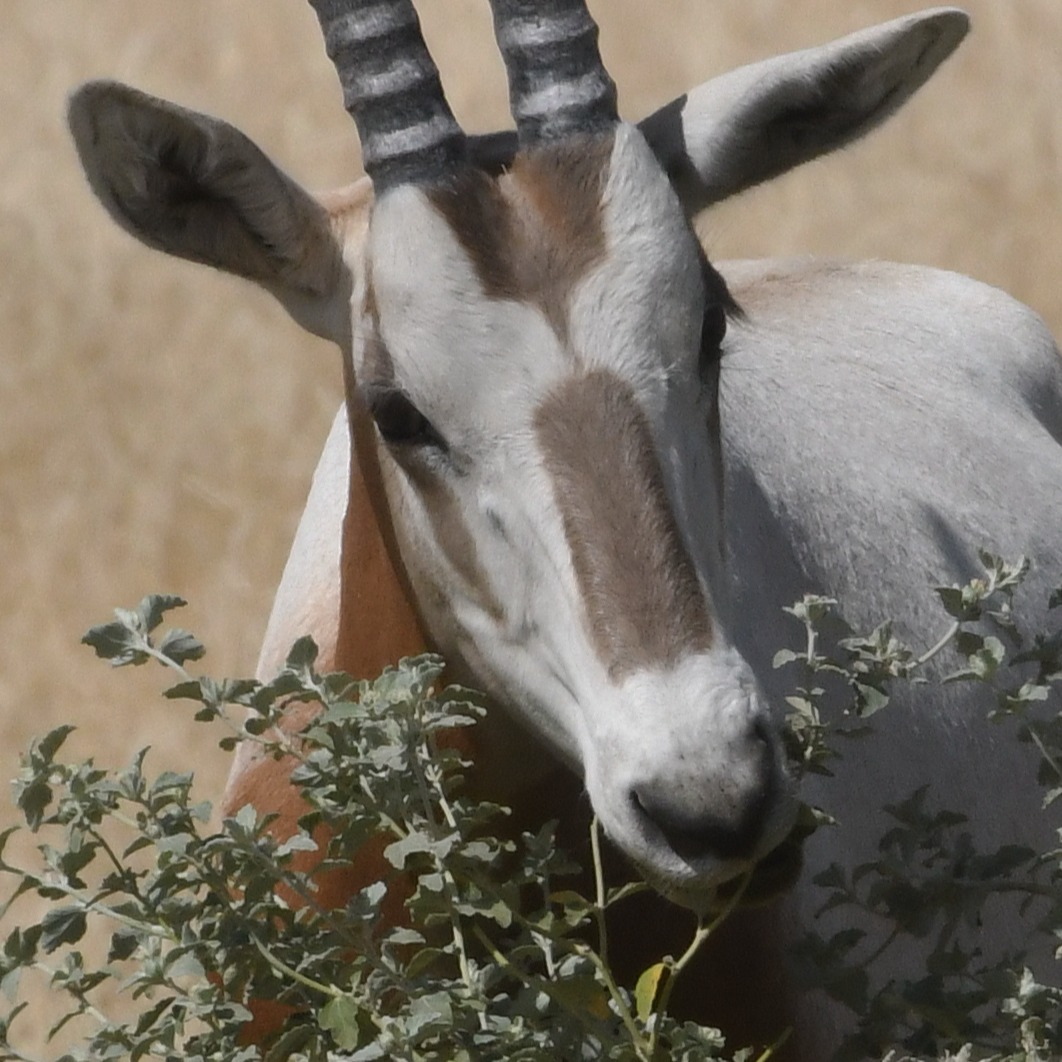 Wildlife Gets a 30-Year Lifeline!